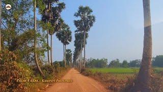 Palm Tree - Phnom Penh Travel - Cambodia Tours - Visit Cambodia