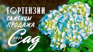 Гортензии крупнолистные. Саженцы с доставкой с любой регион России