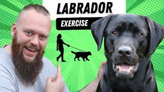Do Labradors Need A Lot Of Exercise