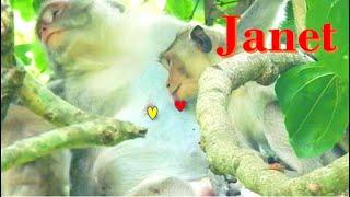 Janet Monkey Get milk .. Jane monkey allow Janet milk without fighting