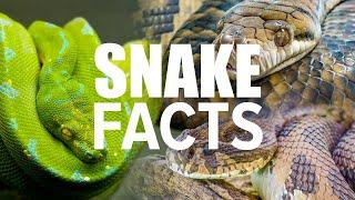 Snake Facts | The Truth Behind Snakes: Are They Really Scary?