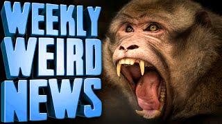 30-50 Feral Monkeys On The Loose - Weekly Weird News