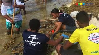 Sargassum Clean up