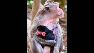 Adorable nice newly baby monkey