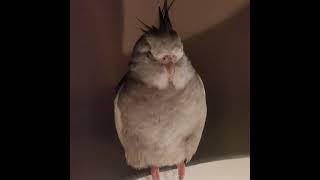 Sick Cockatiel trying to sleep (shifting feet position, twisting head)