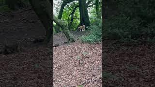 Akita Inu: kleiner Teddybär kommt zu mir #akita #tierschutz #tiere