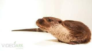 A Eurasian otter (Lutra lutra angustifrons) at the Rabat Zoo in Rabat, Morocco.