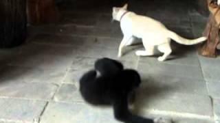 Gibbon VS Cat