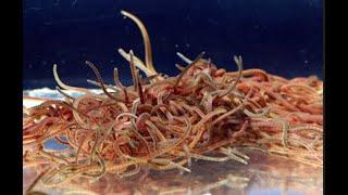 Aquaculture Potential of Blackworms Lumbriculus varieagatus