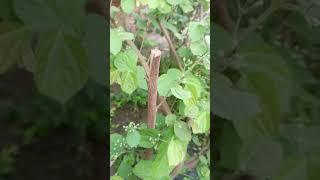 Falsa plants start flowering#farming #howtogrowwintervegetables #organicfood #garden