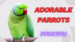 Gentle and Calm Parrot Sounds – ASMR for Deep Relaxation