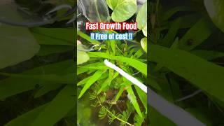 Fast Fish growth food in Free  #shorts