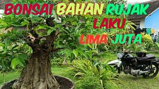 BONSAI UNTUK BAHAN RUJAK YANG BAHANYA SUDAH LANGKA