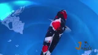 Offspring : MonaLisa  Dainichi koi Farm - JHouse Koi