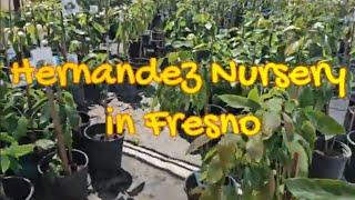 Avocado Trees at Hernandez Nursery in Fresno