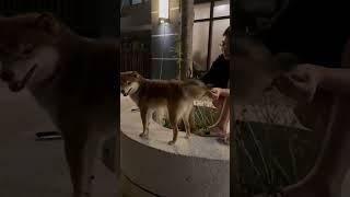 柴犬除毛秀～