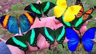 My Pets: Butterflies (& Moths)  compilation (by Bart Coppens) - Butterflies as Friends!