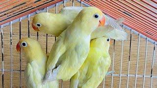 Beauttiful Yello Color  parrot fancy bird Cheema  pets  setup