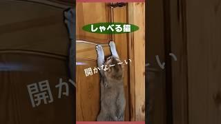 日本語をしゃべる猫！cat that speaks japanese#cat #猫 #shorts