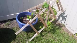 Steve brew a little tour of my backyard container garden