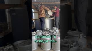 Вот так сдаем молоко#якутия #жизньвдеревне #ферма #кфх #фермерскоехозяйство #молоко