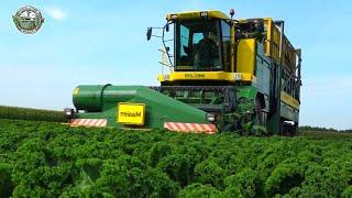 Millions Of Pounds Of Kale Are Harvested in America This Way | Agriculture Technology