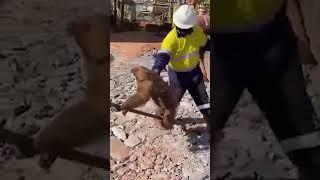 Sloth removal on a construction site! 