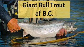 Valley Fishing Guides - Leviathan Bull Trout