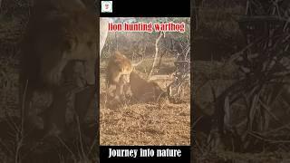 Two Male Lions Dig Out a Warthog: A Thrilling Hunt!