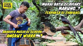 MURAI BATU DI AVIARY MABUNG, DI EVAKUASI ANAKNYA NGIKUT, ANGKUT...!!  | Episode 38