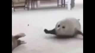 Bouncing Seal