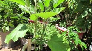 The Basics for Growing Eggplant in Containers - The Rusted Garden 2013