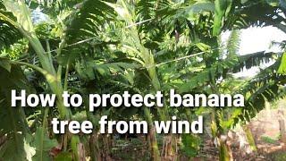 how to protect banana tree from wind