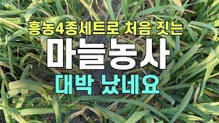 흥농4종세트로 처음 짓는 마늘농사 대박 났네요