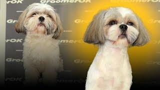 Shih Tzu Haircut | Quick & Easy Grooming Transformation