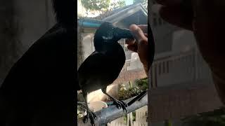 Crow Calm Down #meskipops #crow #uwak #shorts