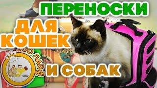 Переноски для кошек, котят и маленьких собак. Как выбрать переноску для котят. Кошки. Собаки.