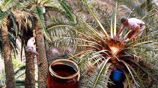 Palm tree honey. This is the dangerous extraction of sap from the top of palm trees