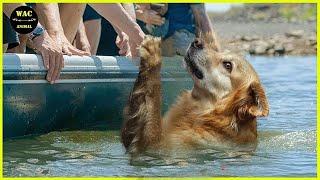 50 Animals That Asked People for Help & Kindness Caught On Camera! #135