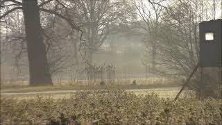 Reichlich Anblick bei der Pirsch auf Rehwild am Morgen