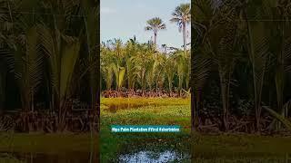 Nipa Palm Plantation #Viral #shortvideo