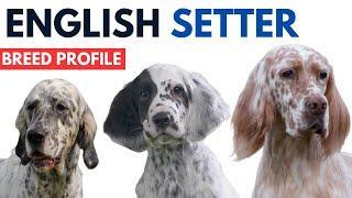 English Setter Profile History - Price - Traits - English Setter Grooming Needs - Lifespan