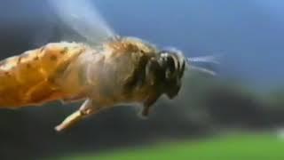 Фильм о пчёлах "Рассказы из улья". Качественные сьёмки внутри улья о жизни пчелиной семьи.