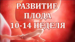 Развитие Плода 10 -14 Неделя Беременности. Скрининг 1 Триместра.