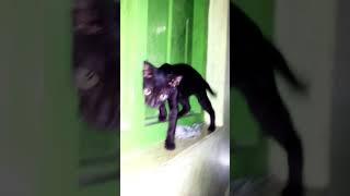 Black Cat walking