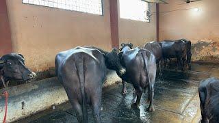 Guruwali Farm diya Top Milking Buffaloes With 24-26 litre milk. Mobile-9528000007