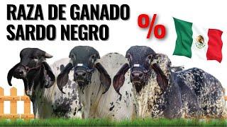 Conoce la impresionante raza de ganado Sardo Negro | Única raza creada % México.