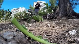 Iguana Jungle in Hallandale Beach FL