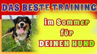 So trainierst du mit deinem Hund im Sommer sinnvoll und effektiv  DAS BESTE HUNDETRAINING ‼️