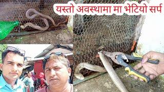  जाली मा फसेको सर्प को उदार गर्दै Cobra snake rescue in Nepal